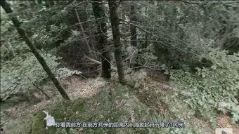 山谷真人秀在线观看,揭秘隐秘山谷中的真实生活